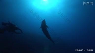 双毒蛇海豚在海里游泳